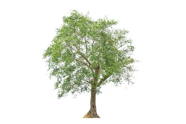 Árbol aislado sobre fondo blanco — Foto de Stock