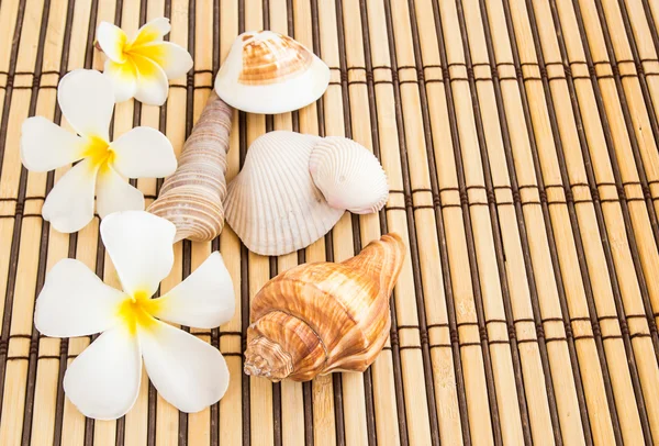 Tropical Plumeria and sea shell on Bamboo Mat — Stok fotoğraf