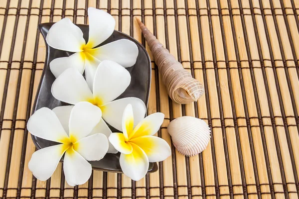 Tropical Plumeria and sea shell on Bamboo Mat — Stok fotoğraf