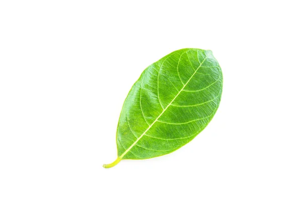 Grönt blad isolerad på vit bakgrund — Stockfoto