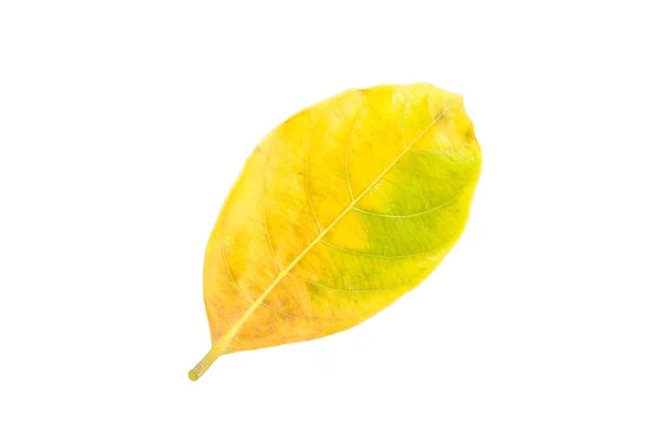 Fresh yellow leaf isolated on white background — Stockfoto