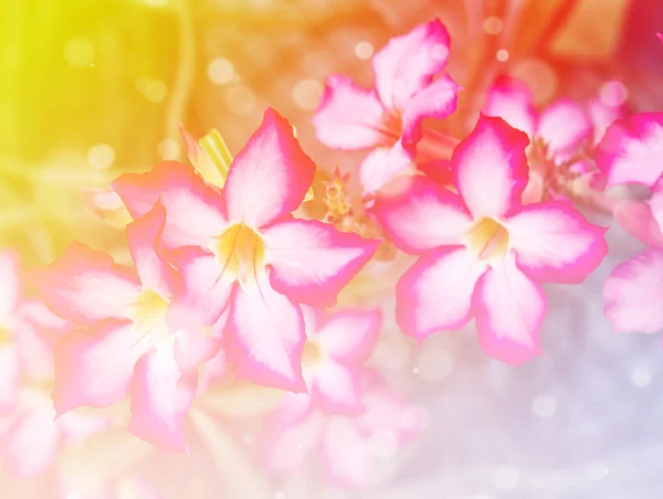 Lindas flores com foco suave Cor Fundo filtrado — Fotografia de Stock