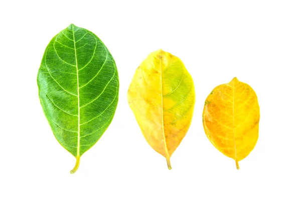 Vers blad geïsoleerd op een witte achtergrond — Stockfoto