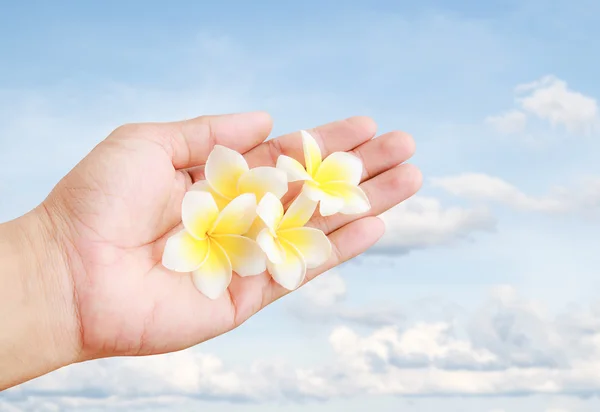 Piumeria tropicale fresca fiore in mano azienda con bac cielo blu — Foto Stock