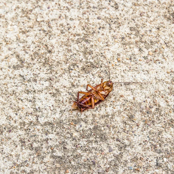 Stäng upp kackerlacka döda på ett golv — Stockfoto