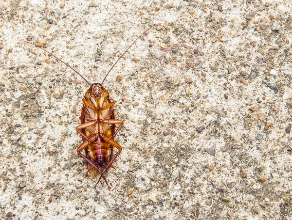 Chiudere scarafaggio morto su un pavimento — Foto Stock