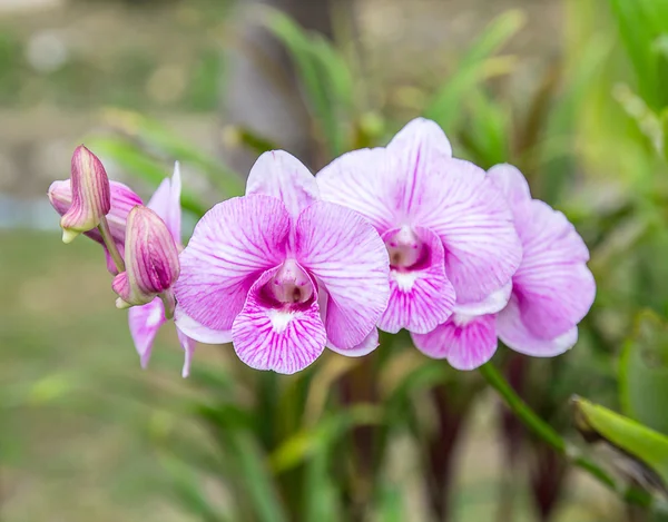 Fresh orchid flower — Stock Photo, Image