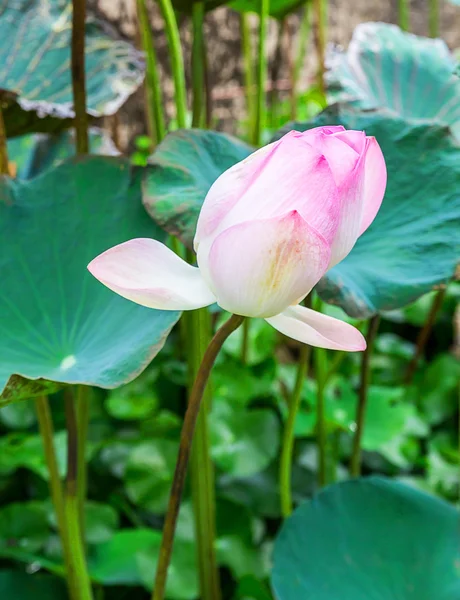 Twain pink water lily flower (lotus) — Stock Photo, Image