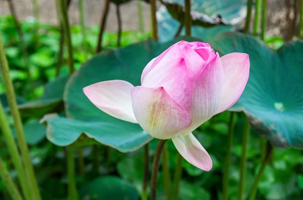 Twain pink water lily flower (lotus) — Stock Photo, Image