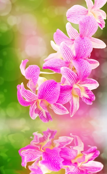 Rosa orquídea flor fondo reflejado en el agua — Foto de Stock