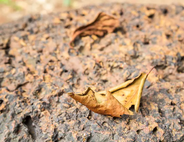 Крупним планом сухе листя на кам'яній підлозі — стокове фото