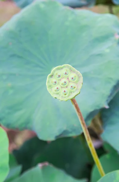 Graine verte de lotus — Photo