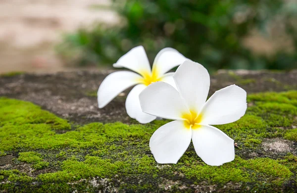 Close up plumeria flowers on floor — Stock Photo, Image