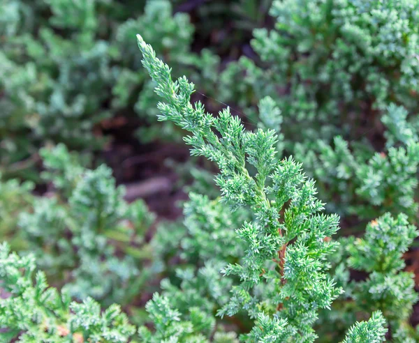 Close-up van blad pine — Stockfoto