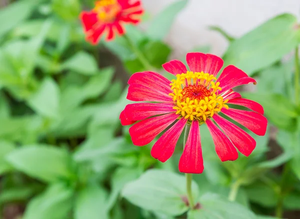 Červená květina v zahradě — Stock fotografie