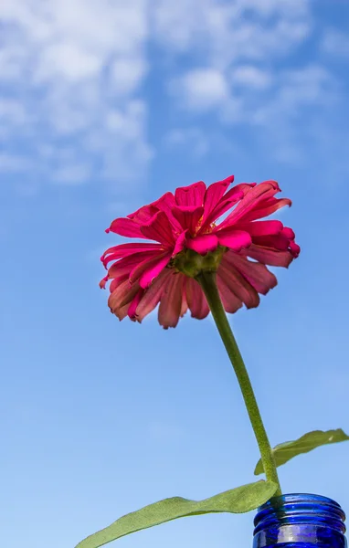 Verse roze bloem met blauwe hemelachtergrond — Stockfoto