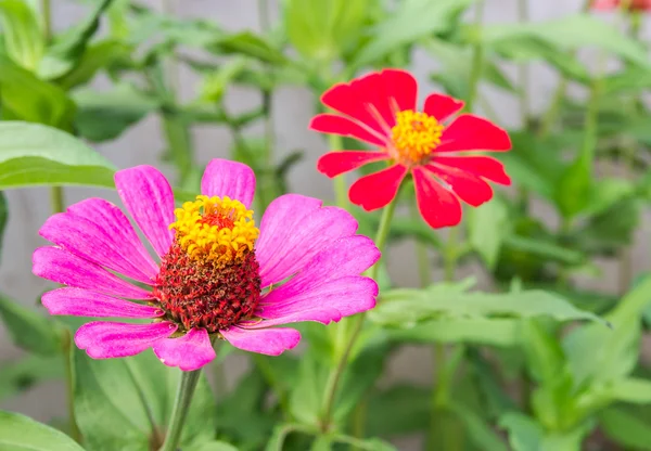 Rosa Blume im Garten — Stockfoto