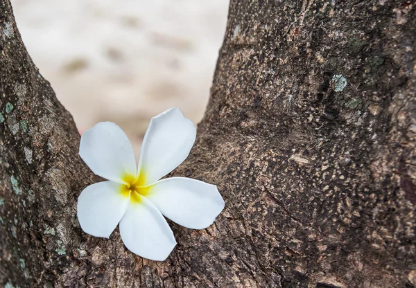 Frangipani flower white in the garden — Stock Photo, Image