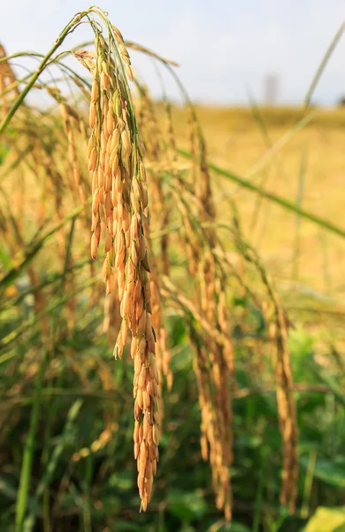 Rijst in het veld met de ochtendzon — Stockfoto