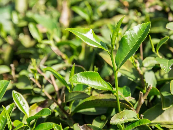 Zöld tealevelek egy teaültetvényen — Stock Fotó
