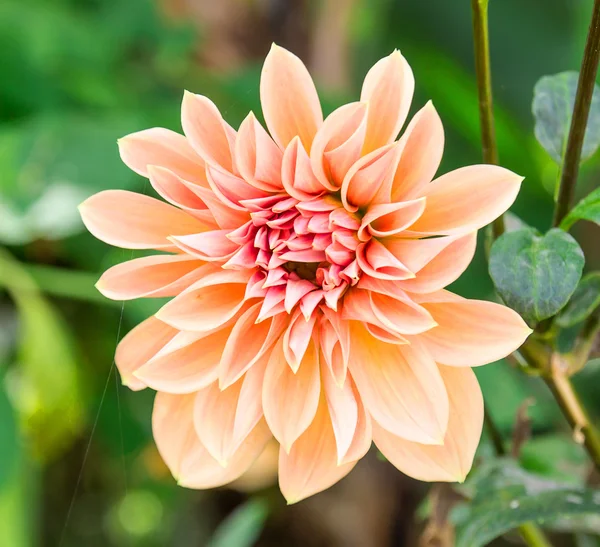 Belle fleur rose dahlia — Photo