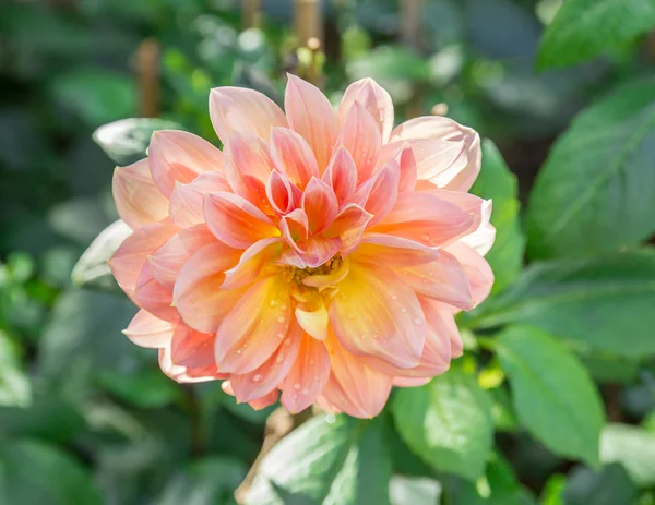 Krásná růžová květinka dahlia — Stock fotografie