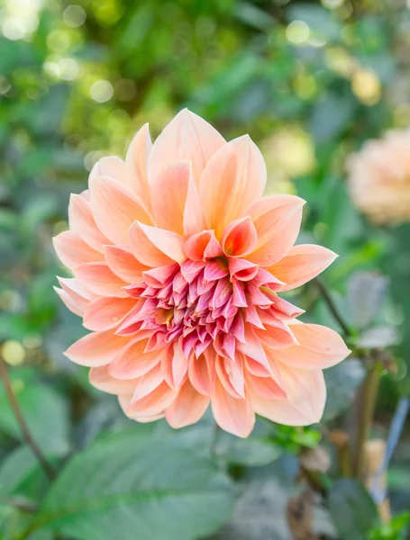 Krásná růžová květinka dahlia — Stock fotografie