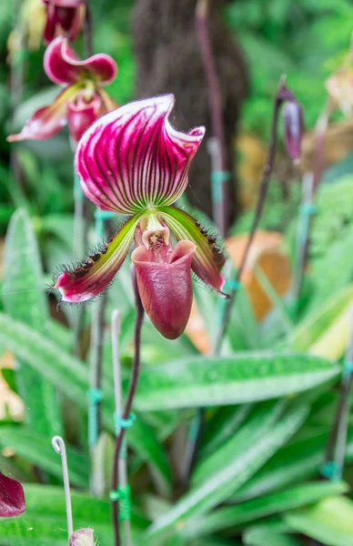 Beautiful flowers of Paphiopedilum orchid — Stock Photo, Image