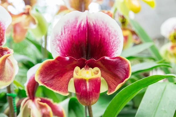 Beautiful flowers of Paphiopedilum orchid — Stock Photo, Image