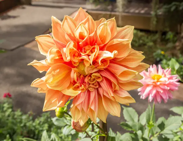 Krásná růžová květinka dahlia — Stock fotografie