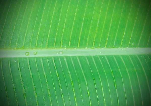 Hojas de plátano verde —  Fotos de Stock