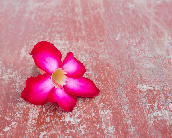 Импала Лили, Роза пустыни на деревянном столе — стоковое фото
