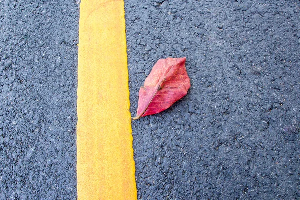 Feuilles rouges sur chemin d'asphalte — Photo