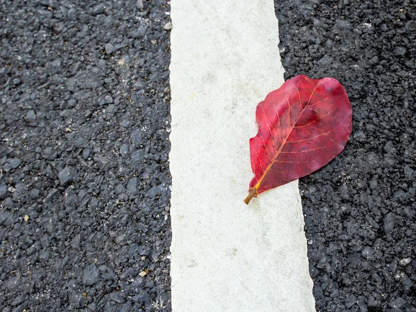 Foglie rosse su sentiero asfaltato — Foto Stock