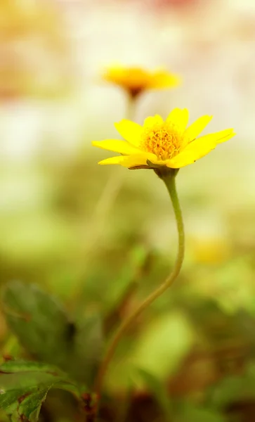 Gelbes, frisches Gänseblümchenfeld, blühende Frühlingsblumen über warmen Sonnen — Stockfoto