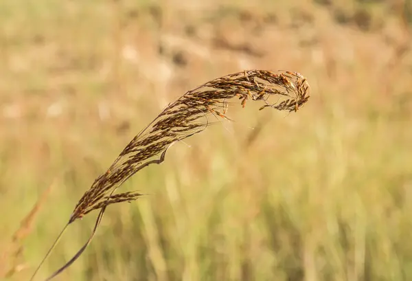 Grass flower with morning sunlight — Stock Photo, Image