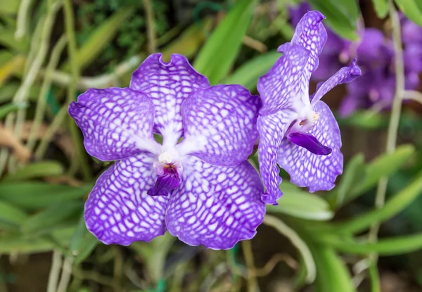 Close up beautiful purple orchid in the garden — Stock Photo, Image