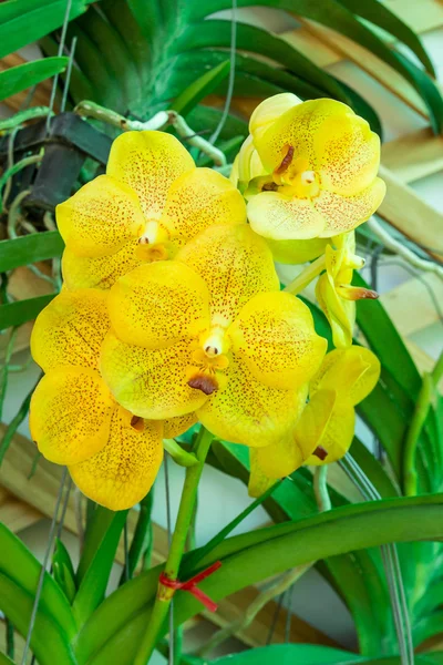 Gyönyörű sárga orchidea a kertben — Stock Fotó