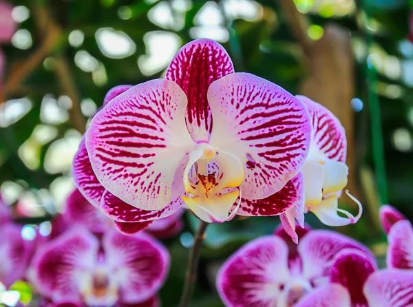 Закрыть красивую розовую орхидею — стоковое фото