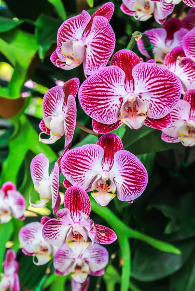 Close up beautiful pink orchid — Stock Photo, Image