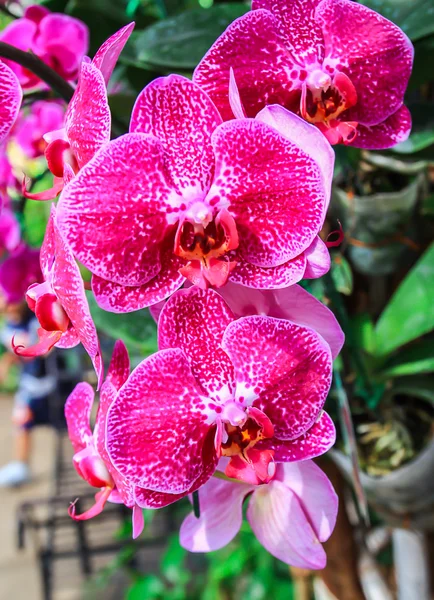 Close up beautiful pink orchid — Stock Photo, Image