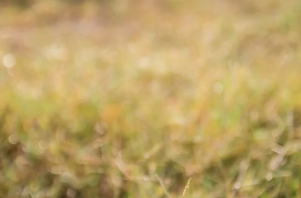 Uit het scherpstelveld tropische groen gras — Stockfoto