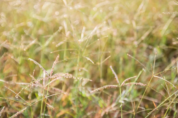 Uit het scherpstelveld tropische groen gras. — Stockfoto