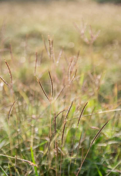 Неориентированное тропическое зеленое травяное поле — стоковое фото