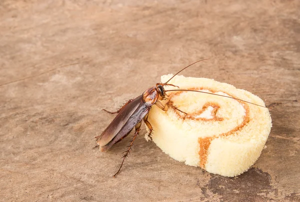 Kackerlacka äta ett bröd — Stockfoto