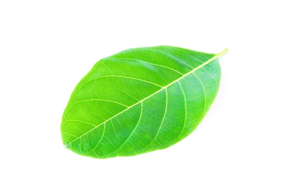 Hoja verde. Aislado sobre un blanco. — Foto de Stock