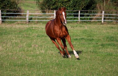  Güzel kahverengi at çayırda koşuyor.