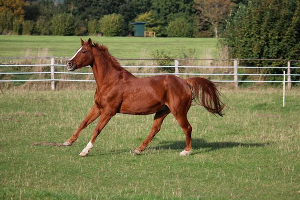 Piękny Brązowy Koń Biegnie Padoku — Zdjęcie stockowe