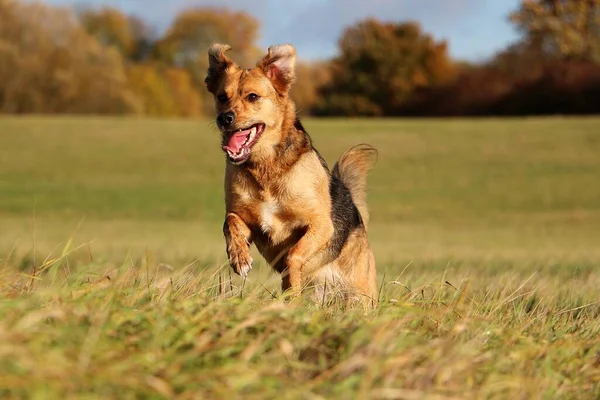 美しい混合羊飼いの犬が秋の日に畑を走っています — ストック写真