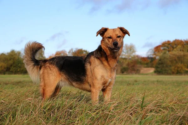 Mooie Duitse Herder Hond Staat Een Veld — Stockfoto